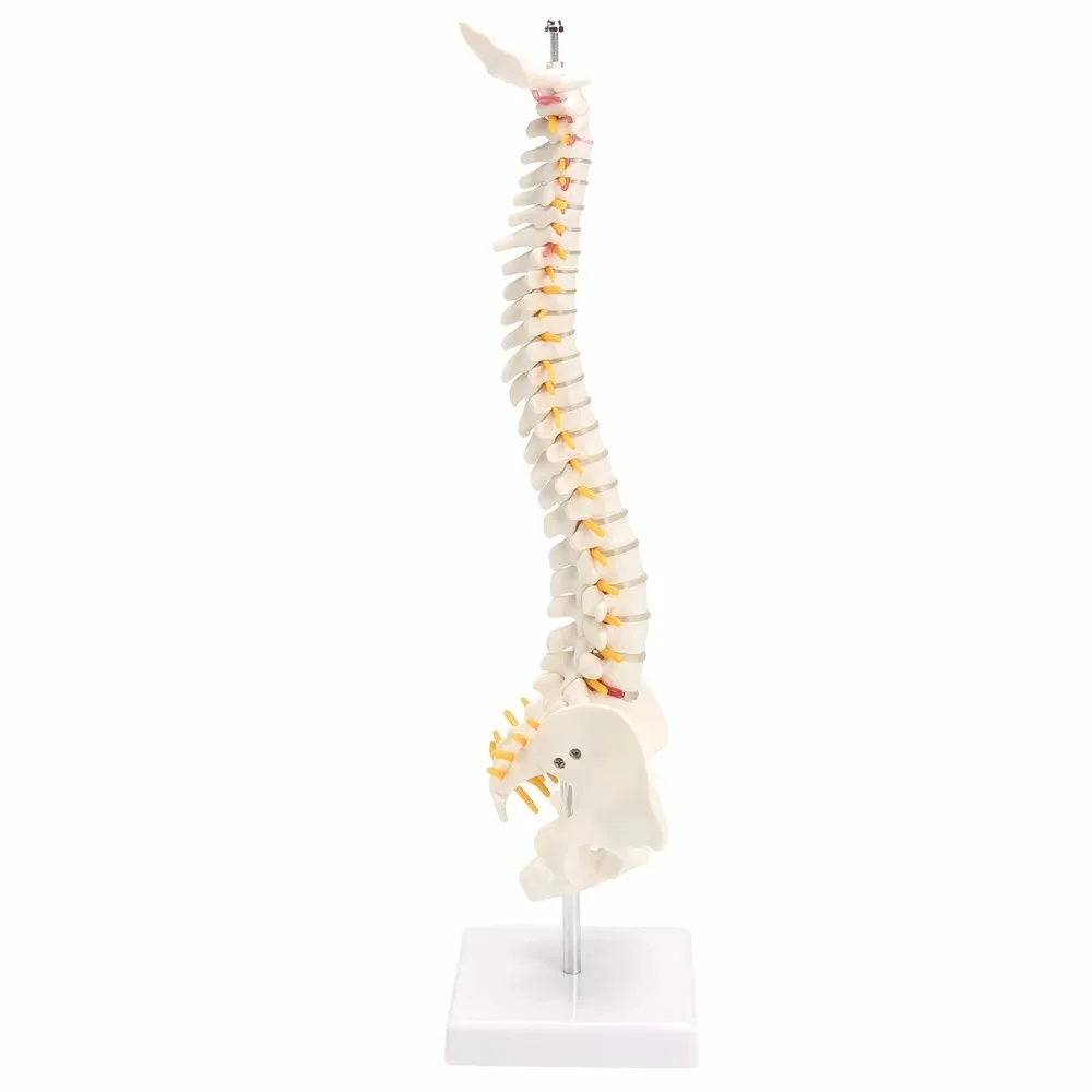 Colonne vertébrale humaine avec modules pelviens, anatomie anatomique Sophia, modèle médical, colonne vertébrale flexible, support, 45cm