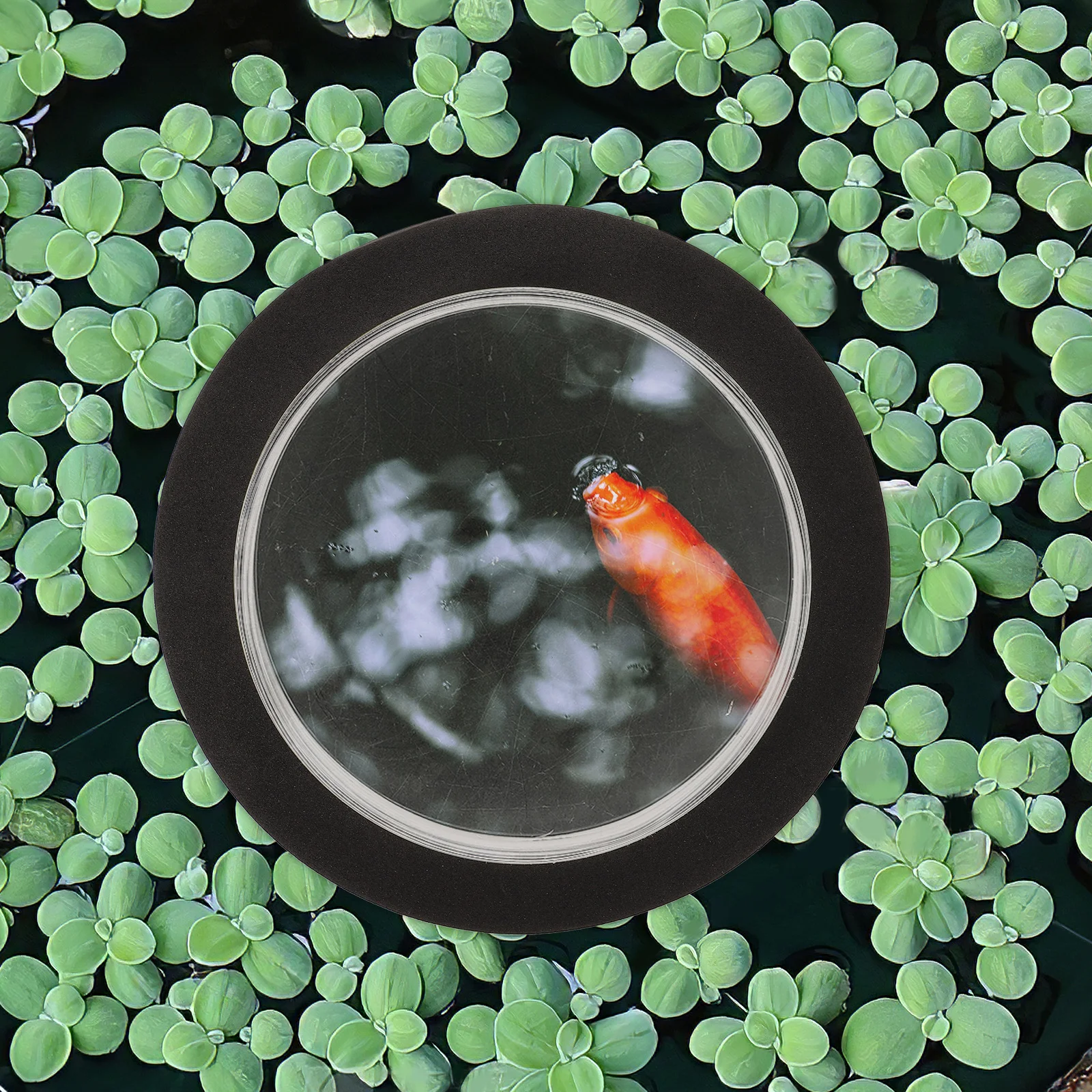 

Pond Floating Cover Dome for Garden Aquarium Black Color Transparent Material Durable Design Fish Observation Courtyard Decor