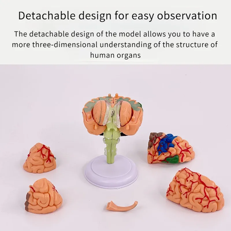 4D الطبية الإنسان الدماغ القابلة للإزالة نموذج تشريحي صغير تجميعها هيكل الدماغ تشريح أداة التدريس