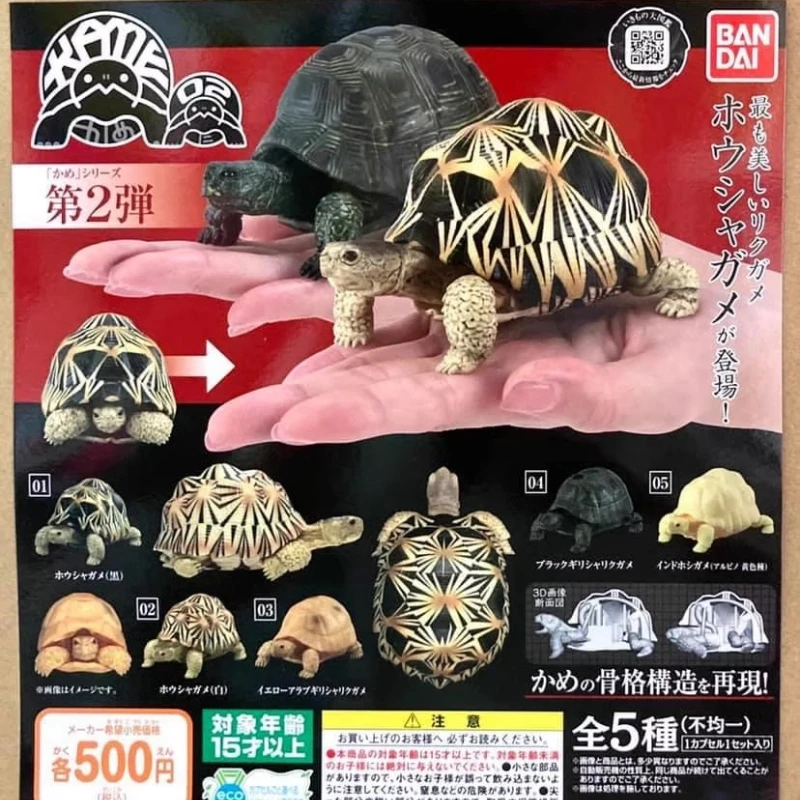 BANDAI Biology Map Genuine Gashapon Turtle Model Action Figure Tortoise  Anime Figurine Kawaii Marine Life Capsule Toys Gift