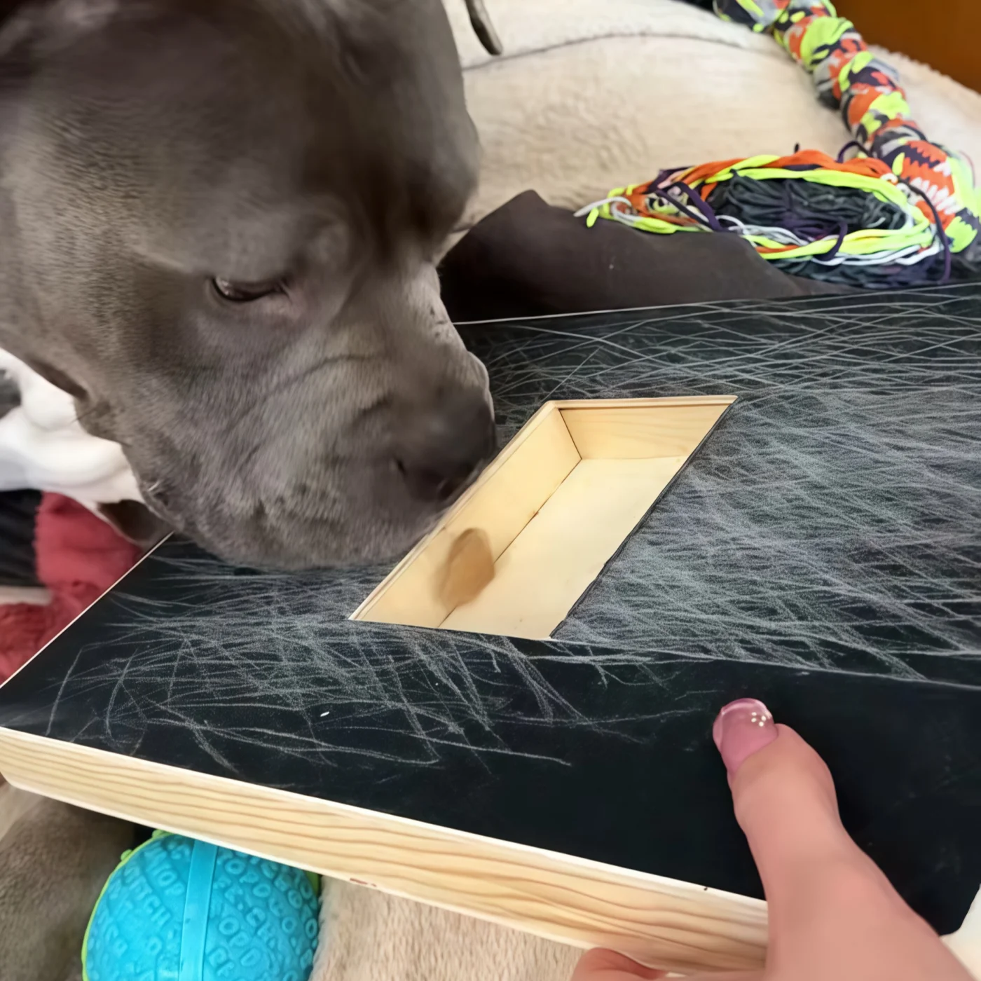 Thumbnail 3 - #5 Trending Dog Puzzle Toys Right Now