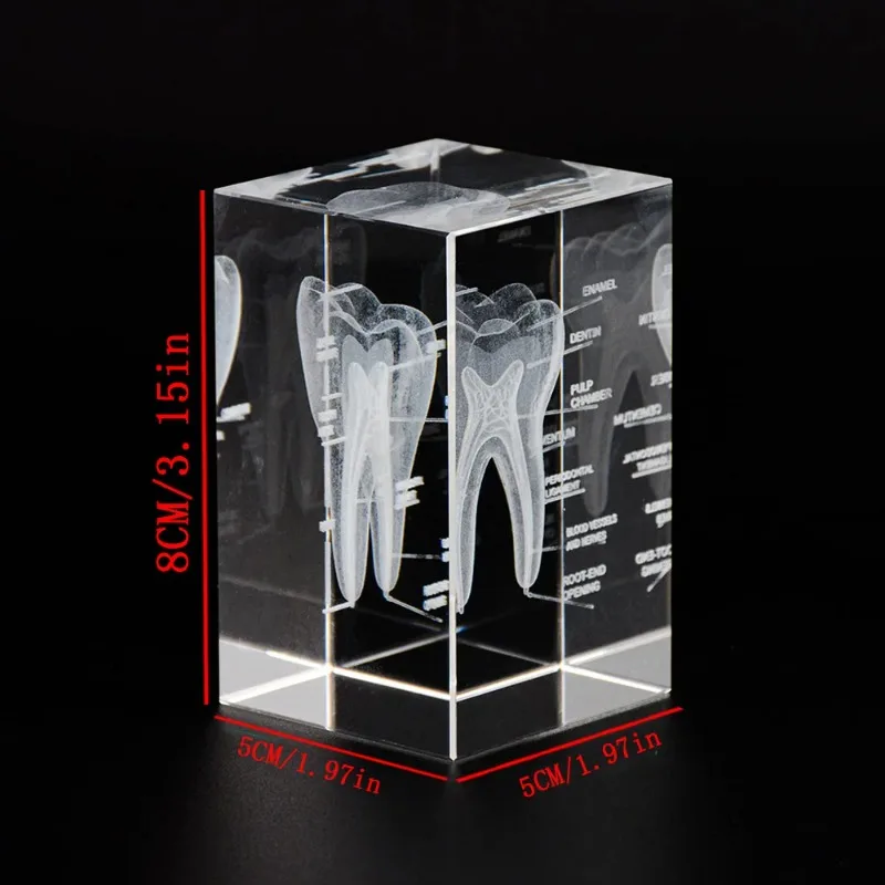 1Pcs 3D Crystal Teeth Cube Anatomy Model Home Decoration Craft Gifts Stomatological Lab School Souvenirs s