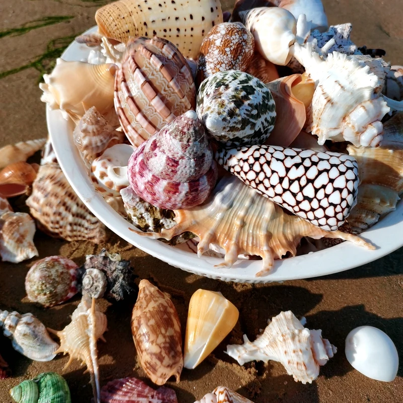 Natural conch shell starfish aquarium aquascape hermit crab shells drift bottle material home decoration ornaments gift