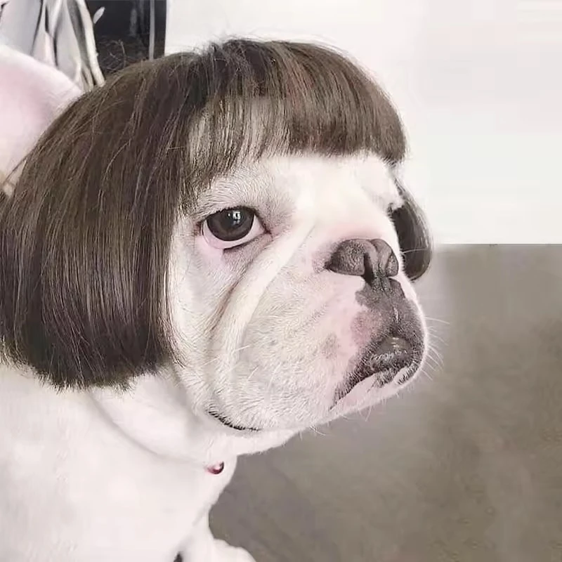 

Pet Wig Dog Wig Pet Supplies Halloween Pet Accessories Curly Hair Straight Hair Cat Wig It can be DIY trimmed