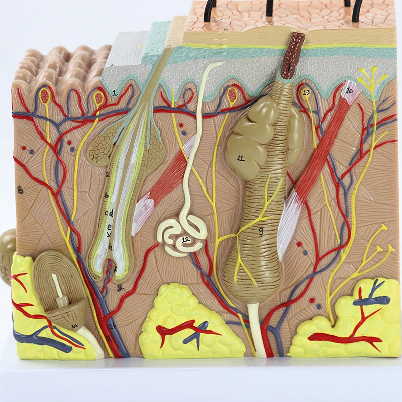 Human Skin and Hair Structure Enlarge Anatomy Model Skin Layer Structure  Anatomical Model Cosmetic Training Aids