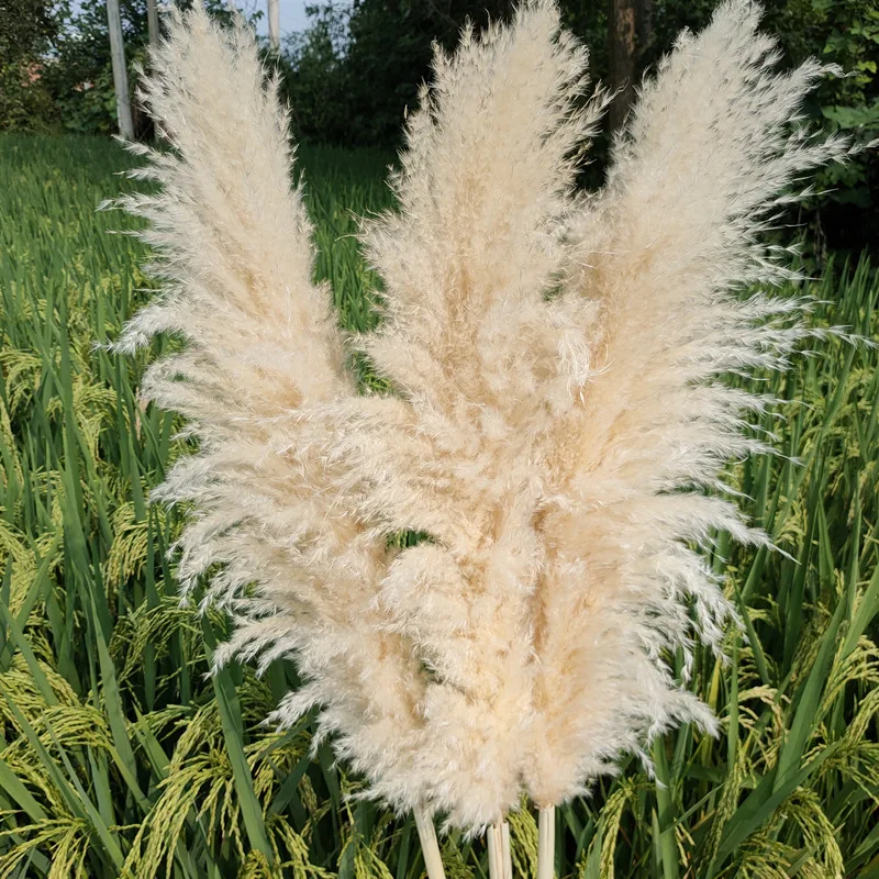 10PCS 80-120cm Large Pampas Grass  Flores Arrangement Dried Flower Bouquet Home Decor Tall Fluffy Living Room Wedding Decoration