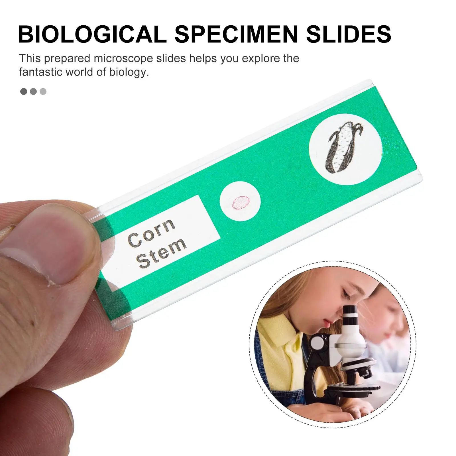 48 Pcs Microscope Slides ABS Plastic Label Specimen Assorted Specimen Collection Kids Student Indoor Biological Collection