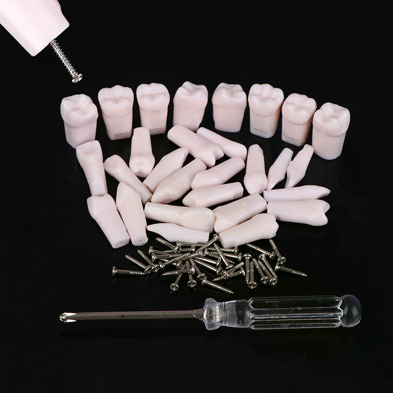 28Pcs Dental Typodont Teeth Replacement Detachable Screw-in Standard Teeth For Dentistry Preparation Training Teach
