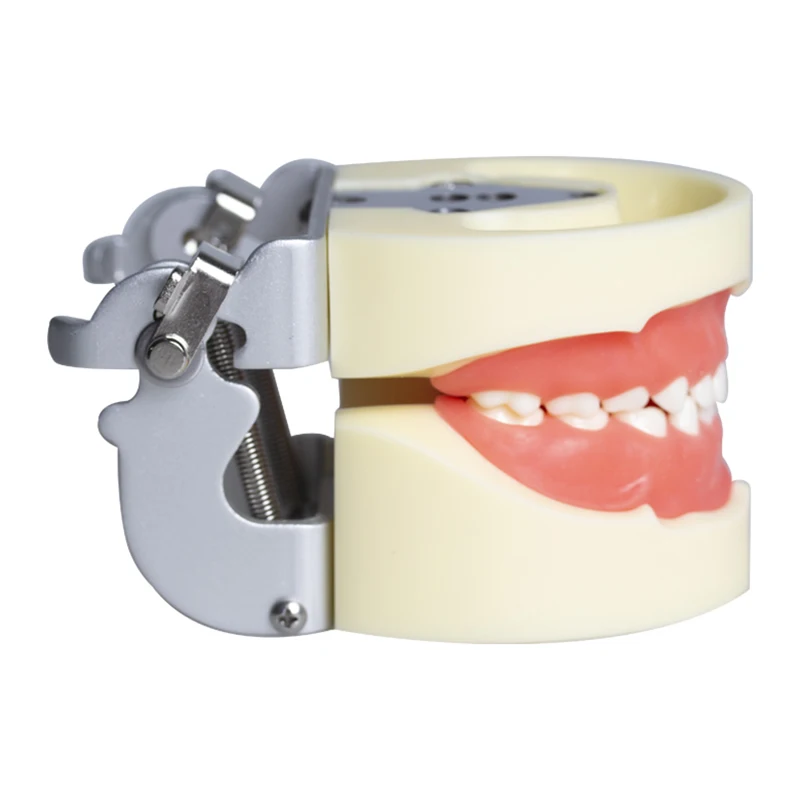 نموذج أسنان نفضية للأطفال، نموذج ممارسة التدريس عن طريق الفم، نموذج لأسنان الفم، فم كامل 24 وضع تحضير أسنان الطفل القابل للإزالة