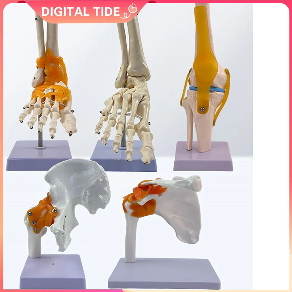 Medical Teaching Supplies Human Joint Model Knee/shoulder/elbow/hand/foot/hip Joint Bone Model and Ligament