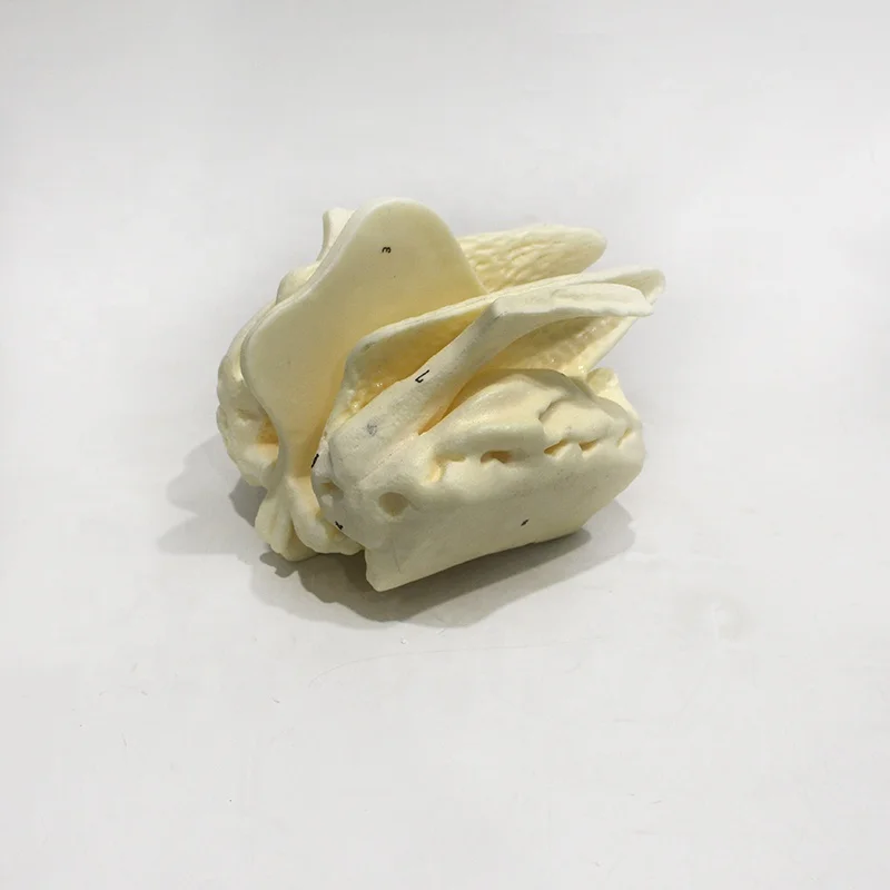 Enlarged ethmoid bone model, human skeleton model for education