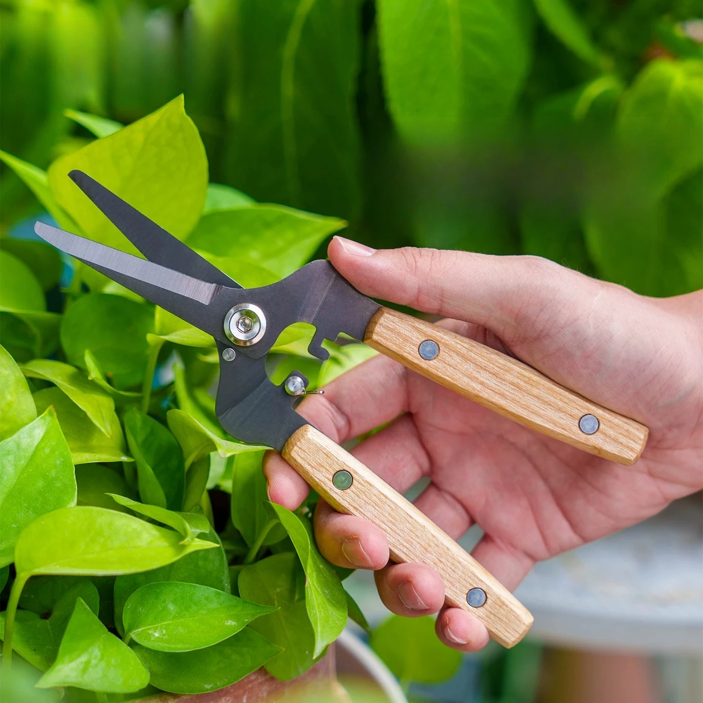 Gardening Forest High Carbon Steel Scissors Flower Planting Gardening Trimming Flower Branch Scissors Household Fresh