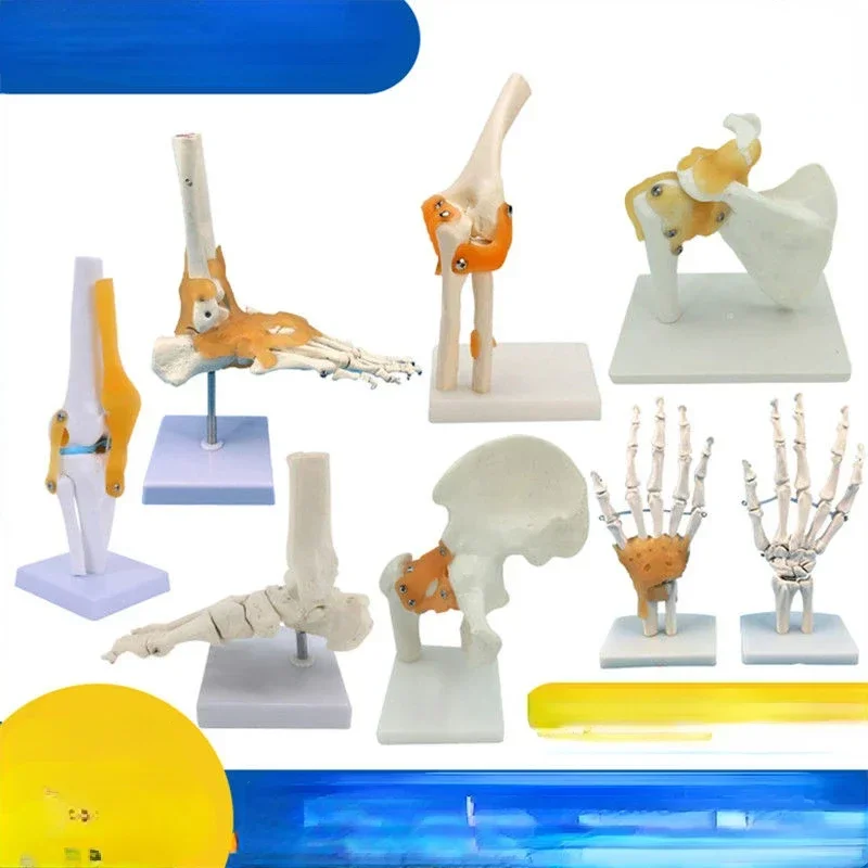 A Human Joint Model Skeleton Elbow Wrist Adult Palm Skeleton Hand Joint Attachment Ligament Muscle Medical Teaching