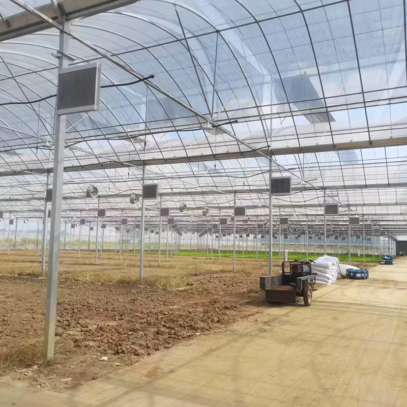 2025년 단일 경간 온실, 외부 차광 필름 온실, 다중 경간 채소 재배 온실