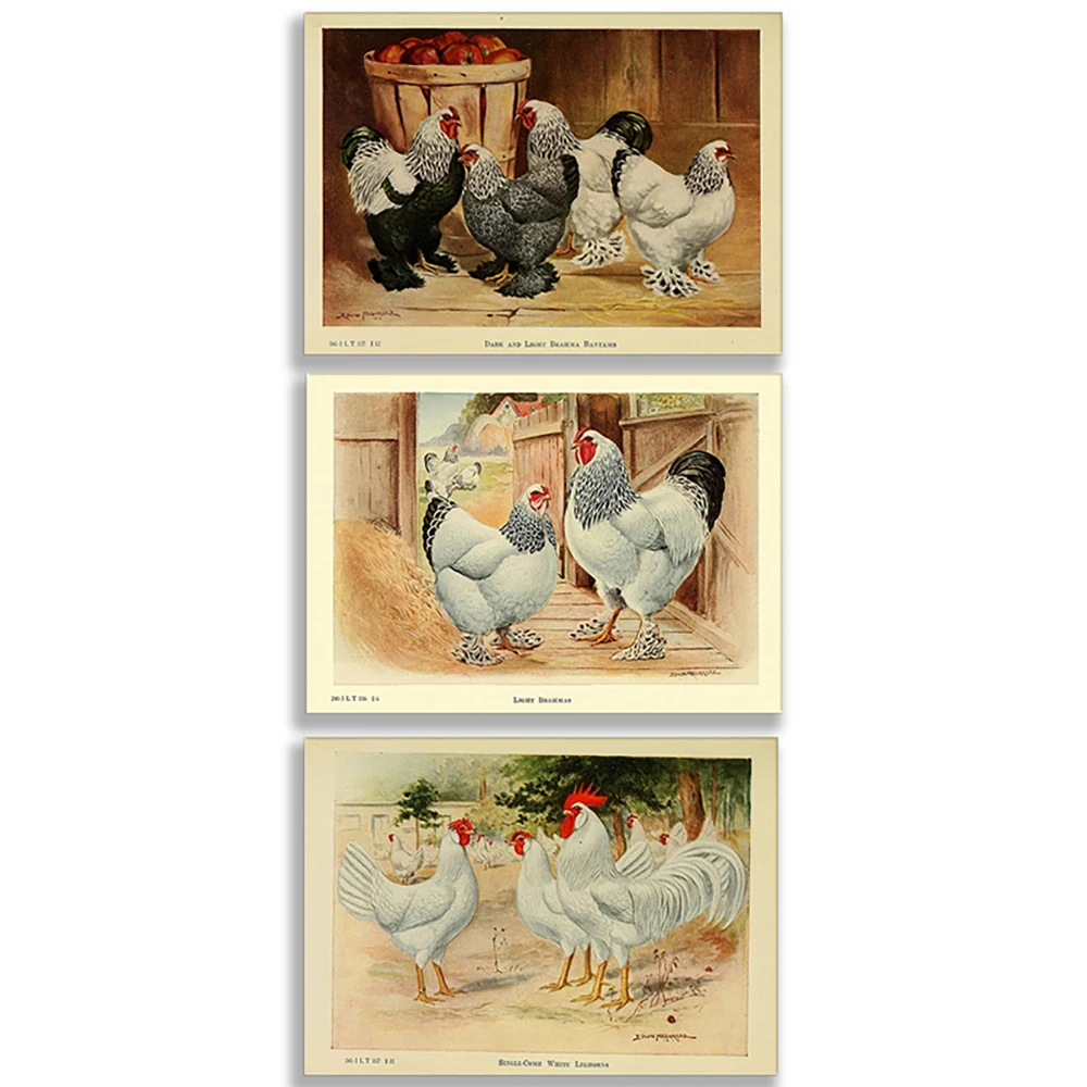 Burger Chicken, White Spot Chicken, Brahma Bantam, Orpington Chicken, Lehen Chicken, Cochin Chicken, Country Chicken Poster