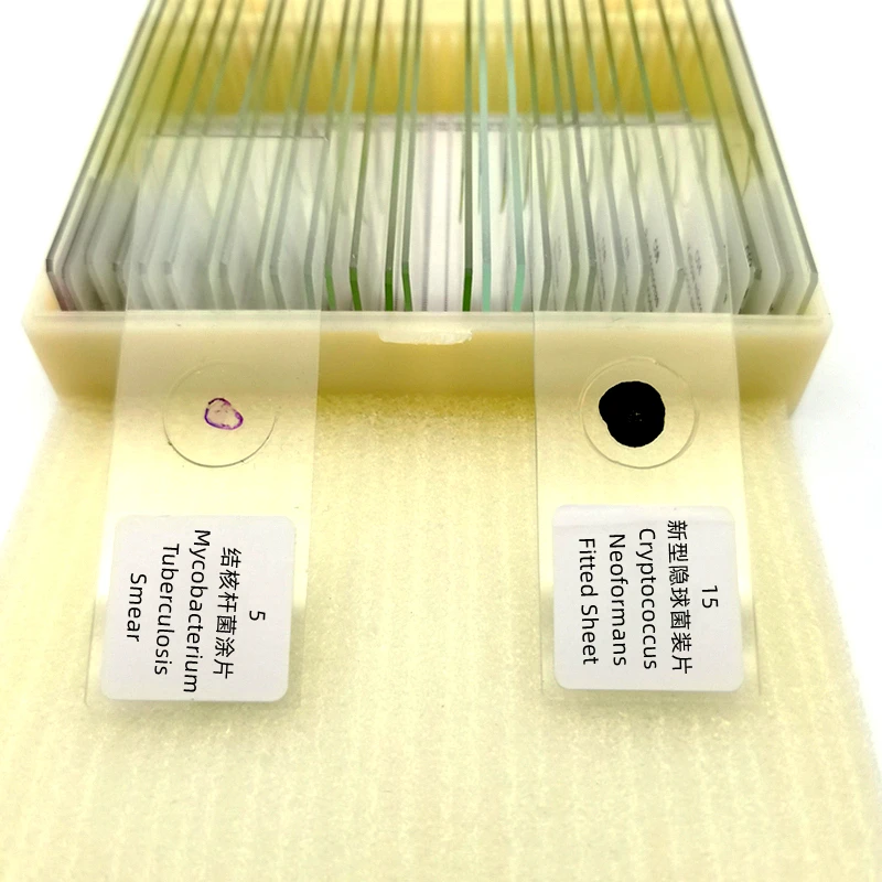 30pcs Microbiology Prepared Slides of Bacteria for Educational Students