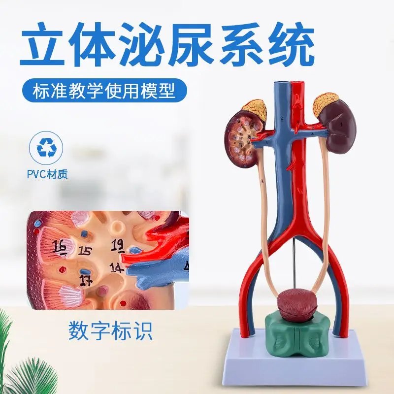 Human Urinary System Model Ureter Bladder Urethra, Renal Anatomy, Medical Reproductive System Model, Three-dimensional