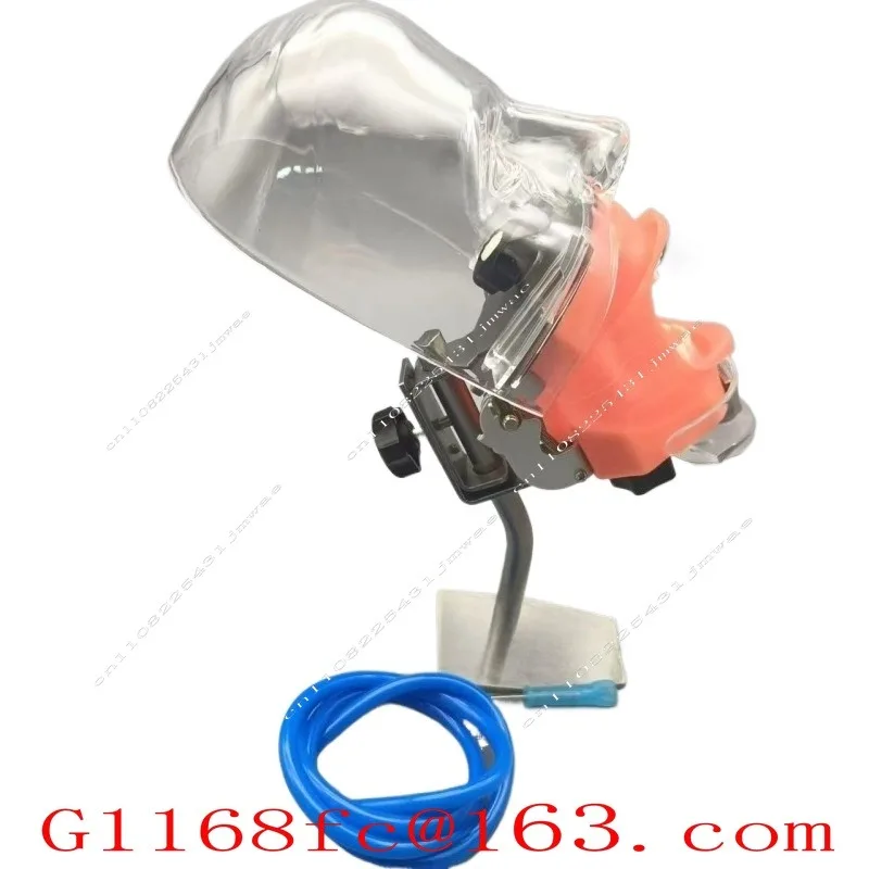 Used for Teaching Dental Preparation Practice Model Full Mouth Removable Simulation Simple Model