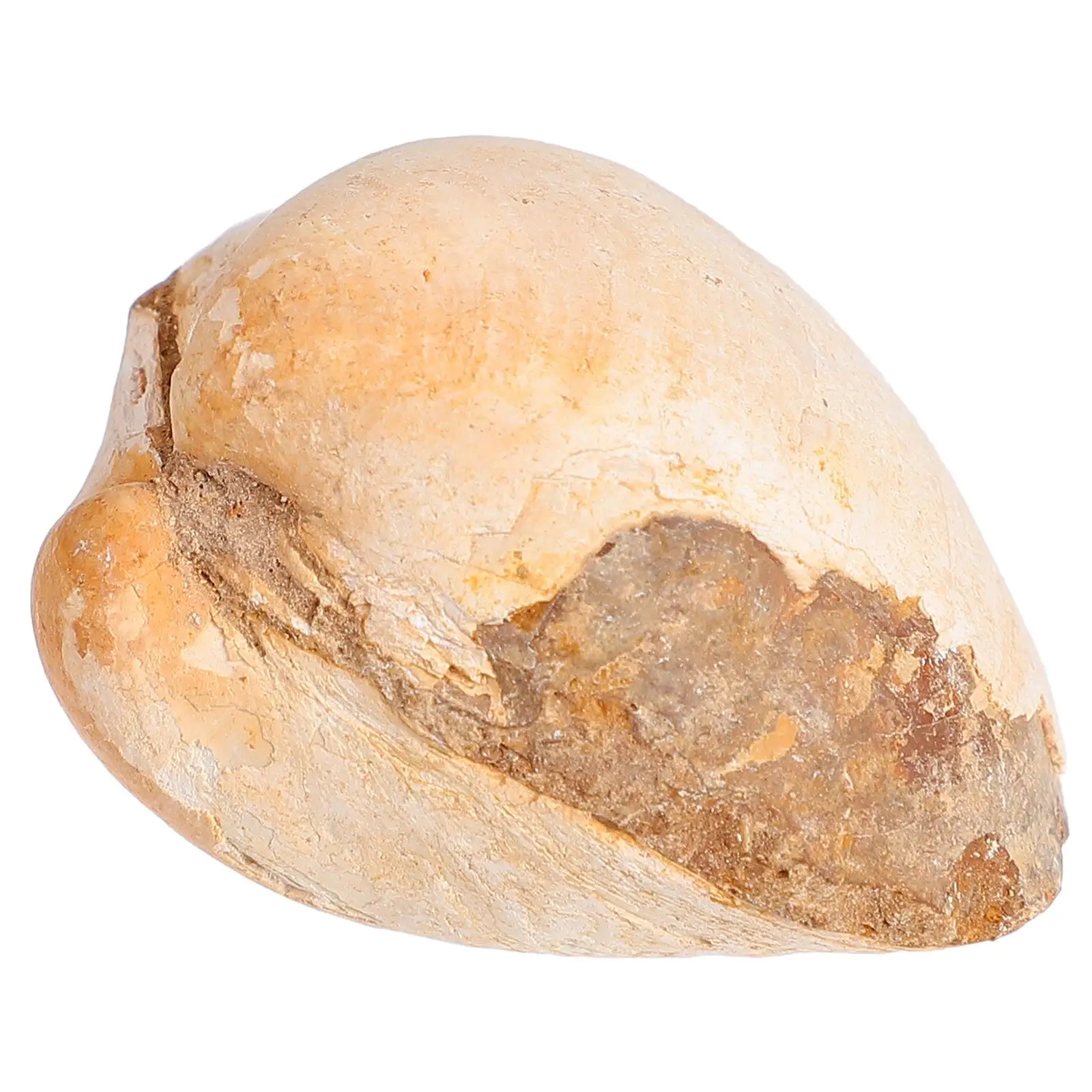 

Молюск Раковина Палеонтология Обучение Образец Декор Модель Наука Образовательный Инструмент Образец Океан Исследование