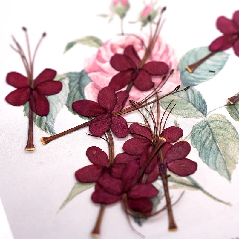 

12Pcs Butterfly Flowers Pressed Flowers DIY Plant Specimens Pressed Small Flowers Photo Frame Plant Bookmark Material Pack