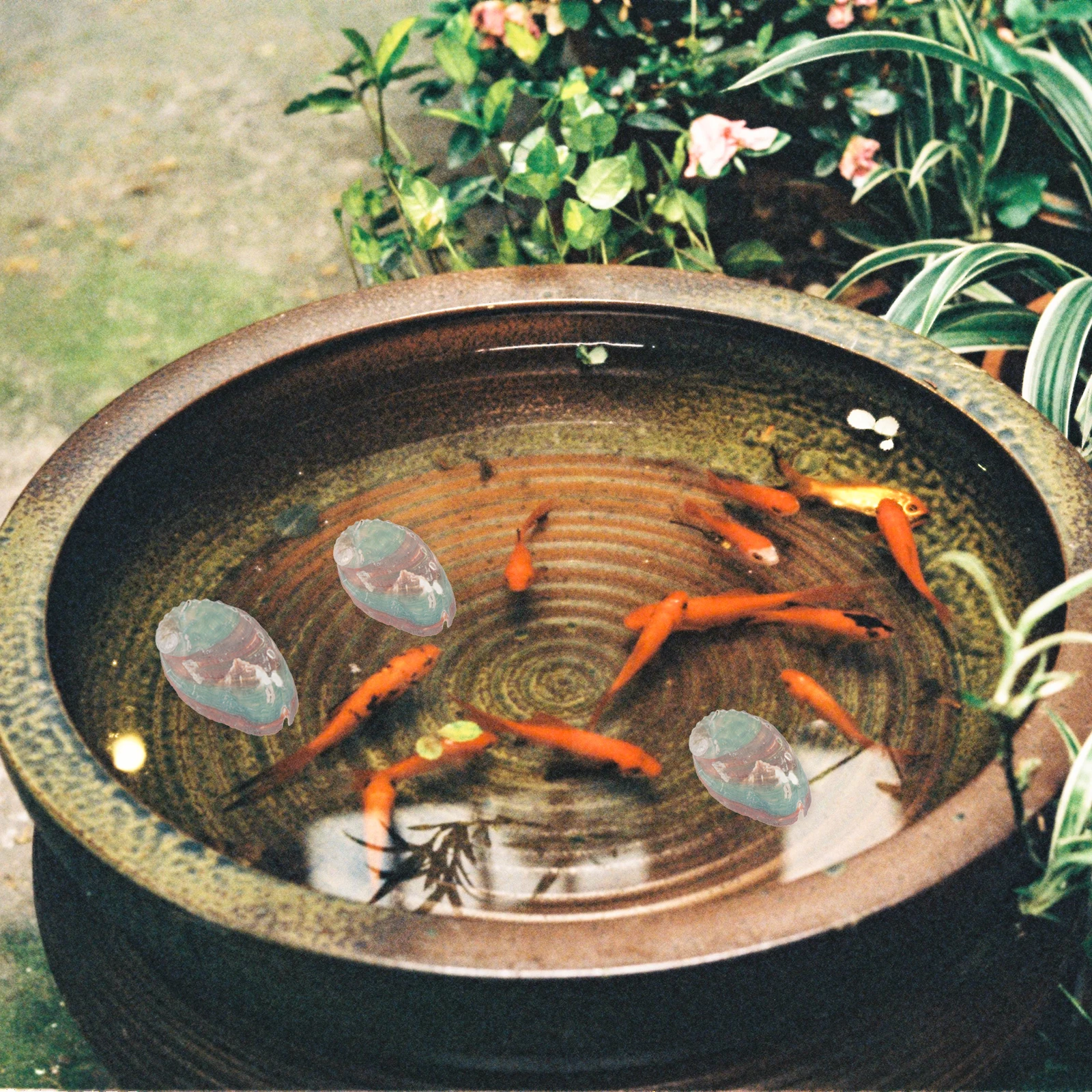 

Natural Conch Aquarium Decor Fish Tank Shell Long Lasting Durable Ideal Decoration Glass Water Tank L scaping nament Home Decor