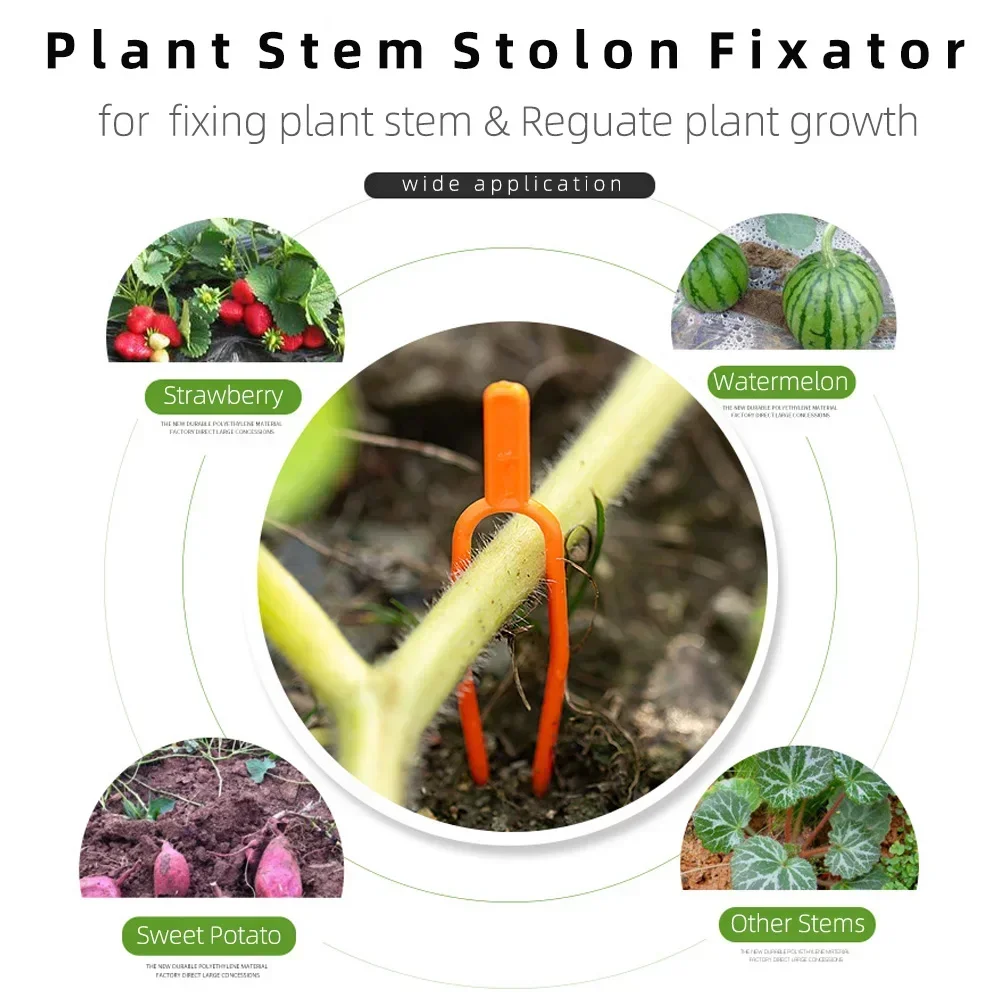 100PCS Plant stem fixator Garden strawberry planting fork Watermelon fixing fixture Clamp Plant bracket