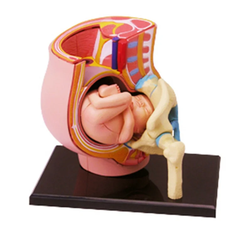 Medical-Torso Human Body Model Removable Parts Education Organs Model for Teaching Study Class Students(Pregnant)