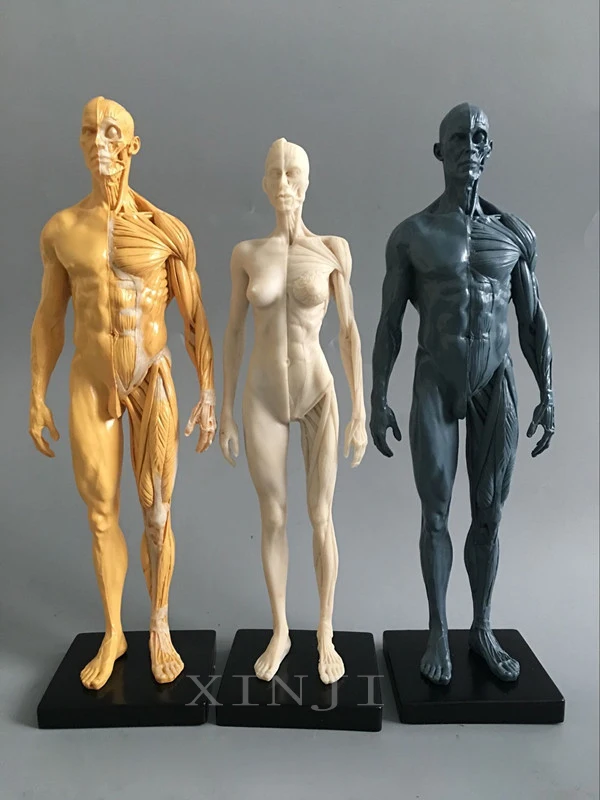 30cm Artistic Human Mannequin Musculoskeletal Anatomy Human Structure Art Model CG Painting Sculpture Teaching