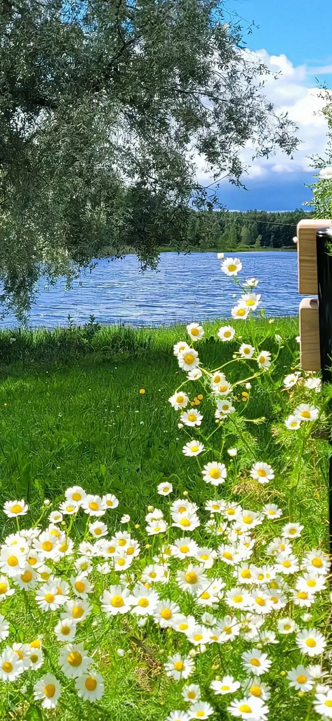 Model Auto differentieelolie professionele Hoge temperatuur olie Tandwielolie Voor 1/10 1/8 1/5 RC Auto's