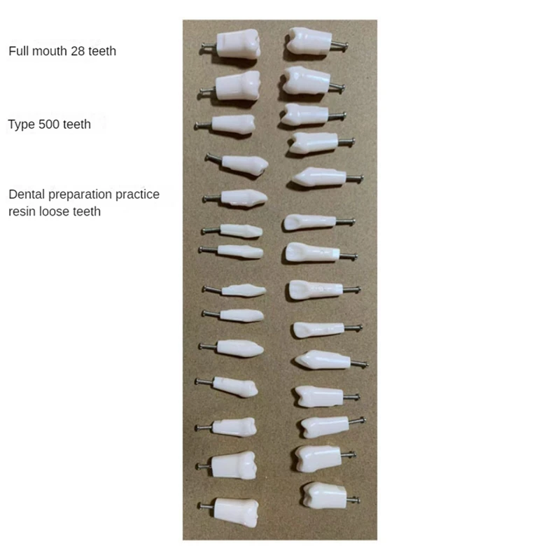 Model Teeth Model Human  Teaching  Model Full Permanent Teeth M7021(28Pcs)