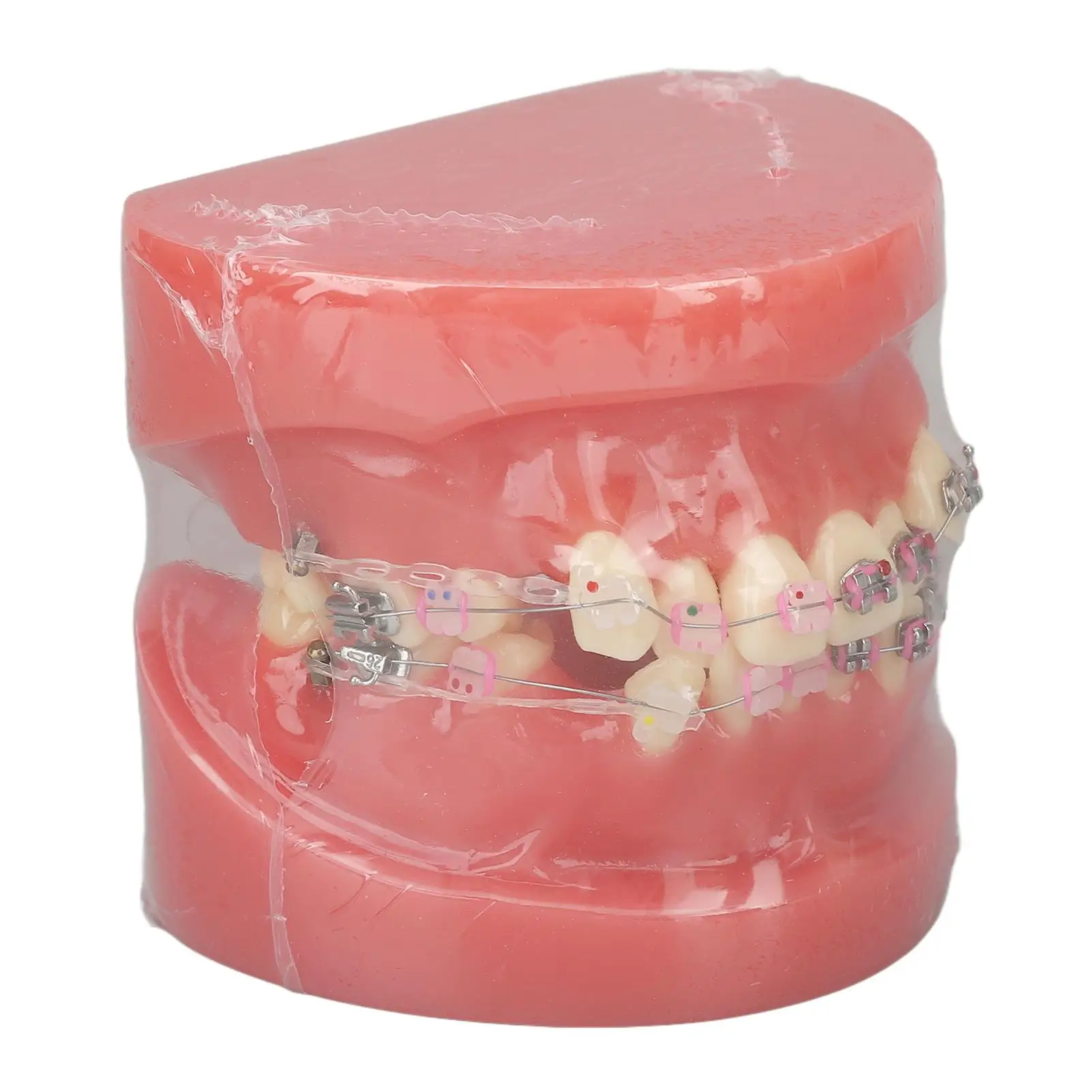 Ortho for dental Model Metal & Resin Disassembled Teeth Display for Lab & for dentists 