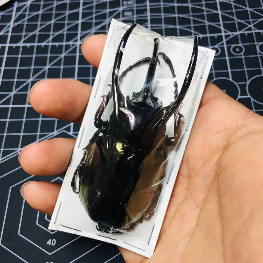 Chalcosoma atlas keyboh（CAK)  Specimen of Paphidium giganteum  Insect specimens of Atlas subspecies home decoration accessories