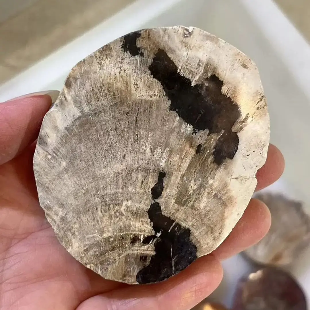 8-12cm Raw Rough Woodstone Slab Decorative Plate Crystal Cute Coasters China Supply Vintage Items Natural Silicified Wood Stone