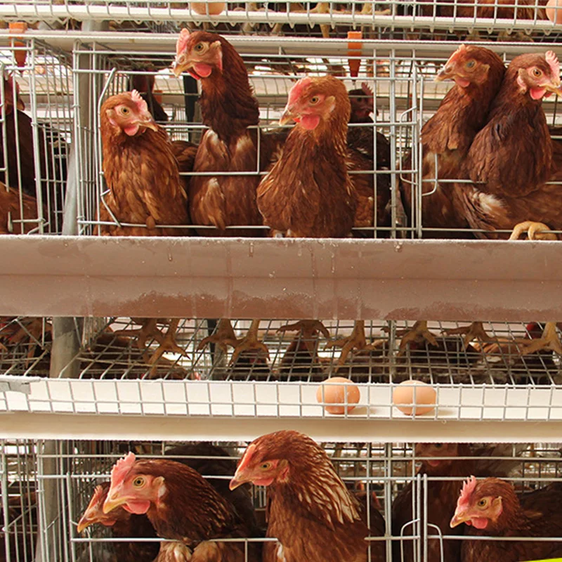 Farm Equipment Automatic Chicken H Type Layer Chicken Cage Steel Stepped Cages