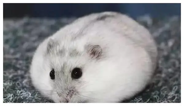 

Metal 2.2" Beadlock Wheel RAim Wheel Hub for 1/10 RC Crawler Car Axial SCX10 Wraith RR10 RBX10 Trxs TRX4 D90