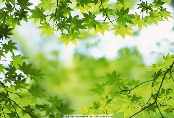 

1000pcs 20cm 100% Natural Wheat Straw Environment Friendly Degradable Straw Creative Disposable Cold Coffee Juice Small Straws