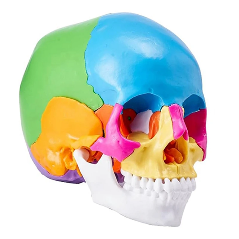 Human Skull Model, Life-Size Painted Anatomy Skull Model, PVC Anatomical Skull