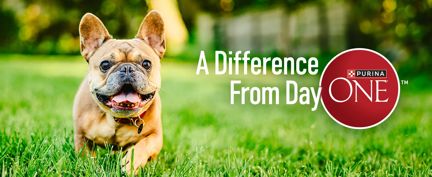 Photo of a dog in a yard next to a Purina ONE logo