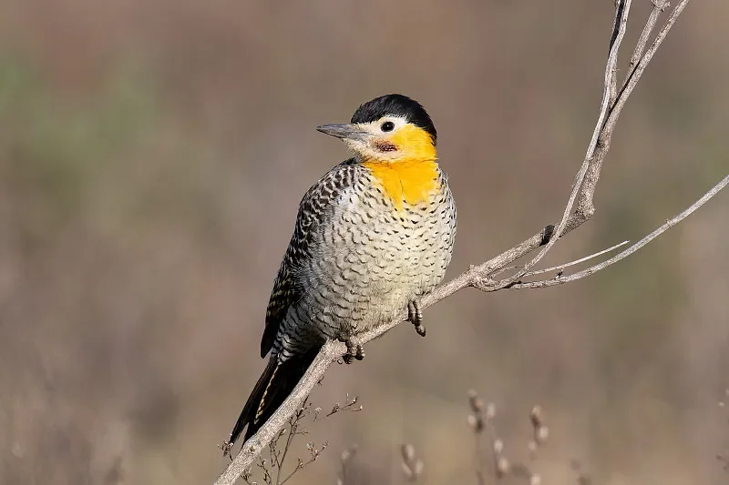 

SkyRC MPS010 RC Magnetic Power Switch - DC 3-13V 7A for Receiver System, RC Cars & Sailplanes