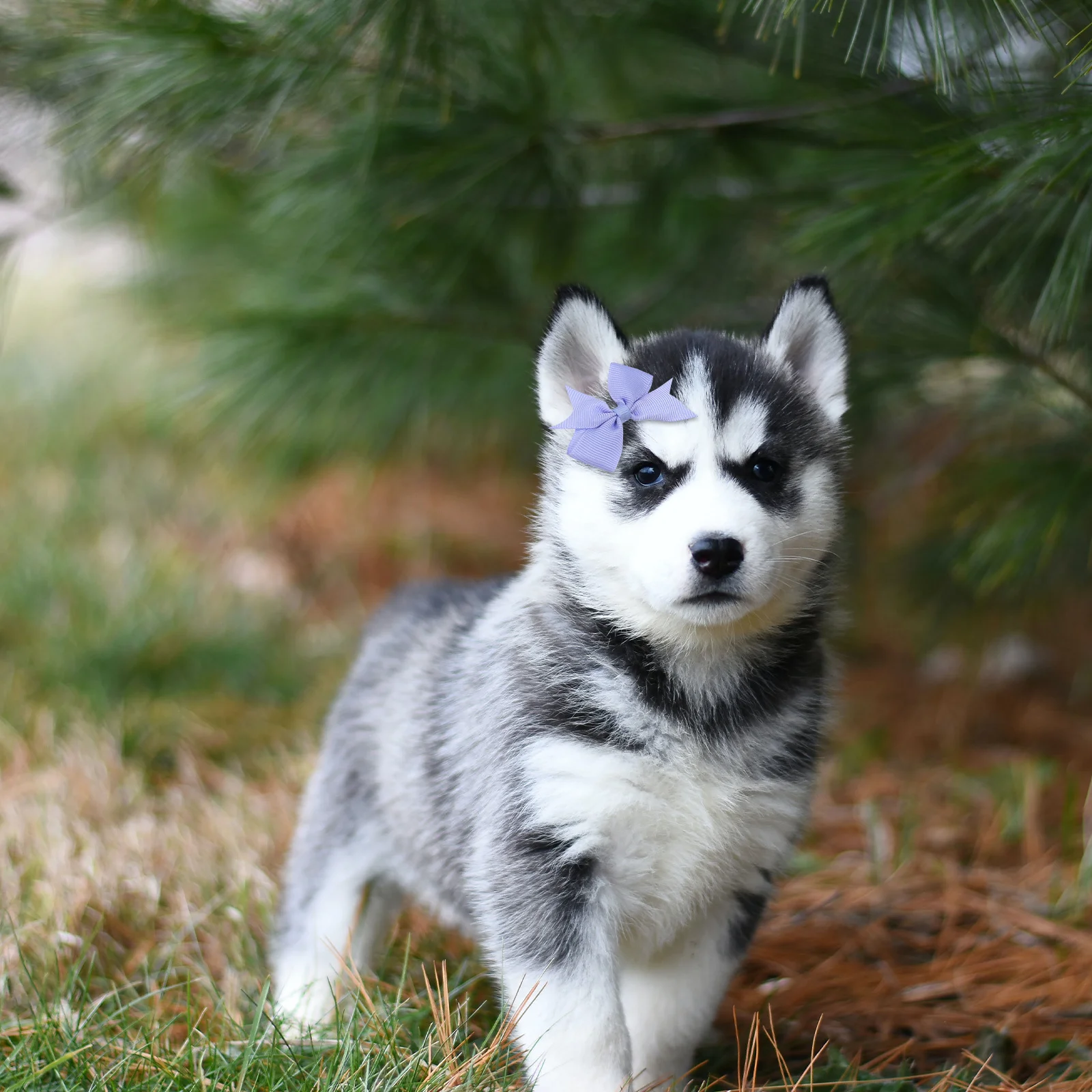 

8Pcs Dog Bows Clips Cute Puppy Hair Bows Small Medium Large Dogs Multi-Colored Grooming Hair Accessories Small Dog Bowknot