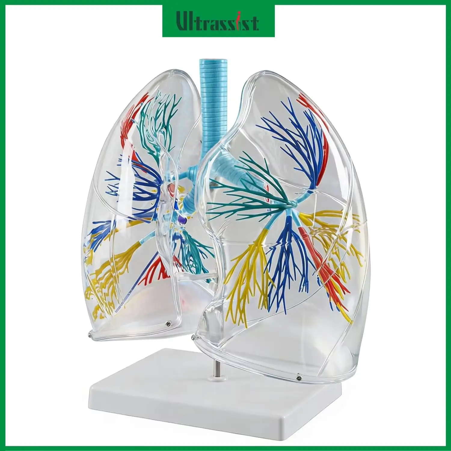 Ultrassist Lung Anatomy Model Transparent Pulmonary System with Bronchial Tree Arteries Veins Left&Right Lung for Medical Study