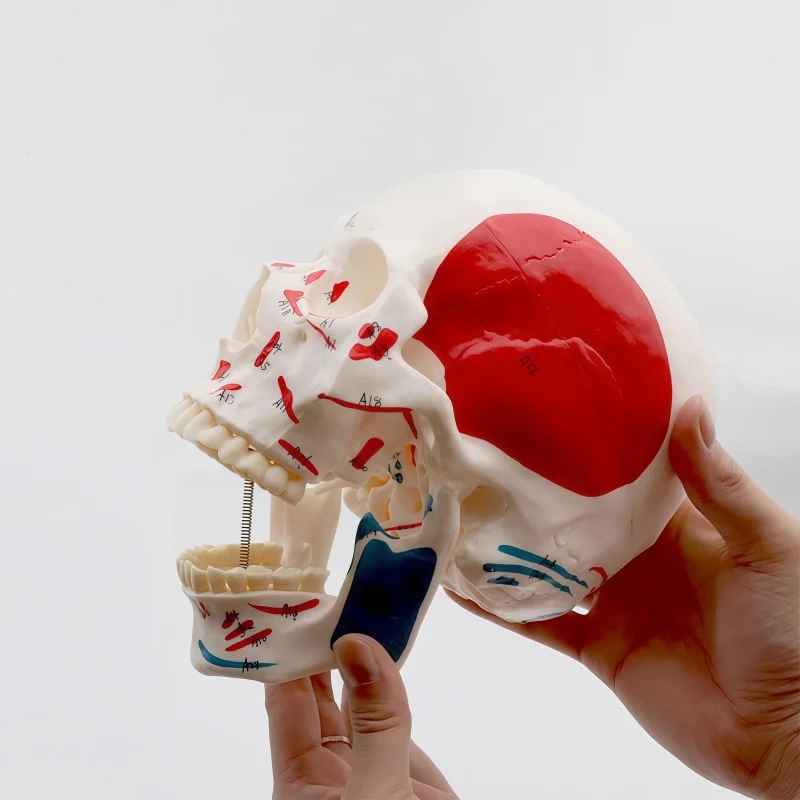 1:1 Skull Model with Muscle Origin & Insertion Points, Numbered Markers, Simulated Human Detachable Teeth