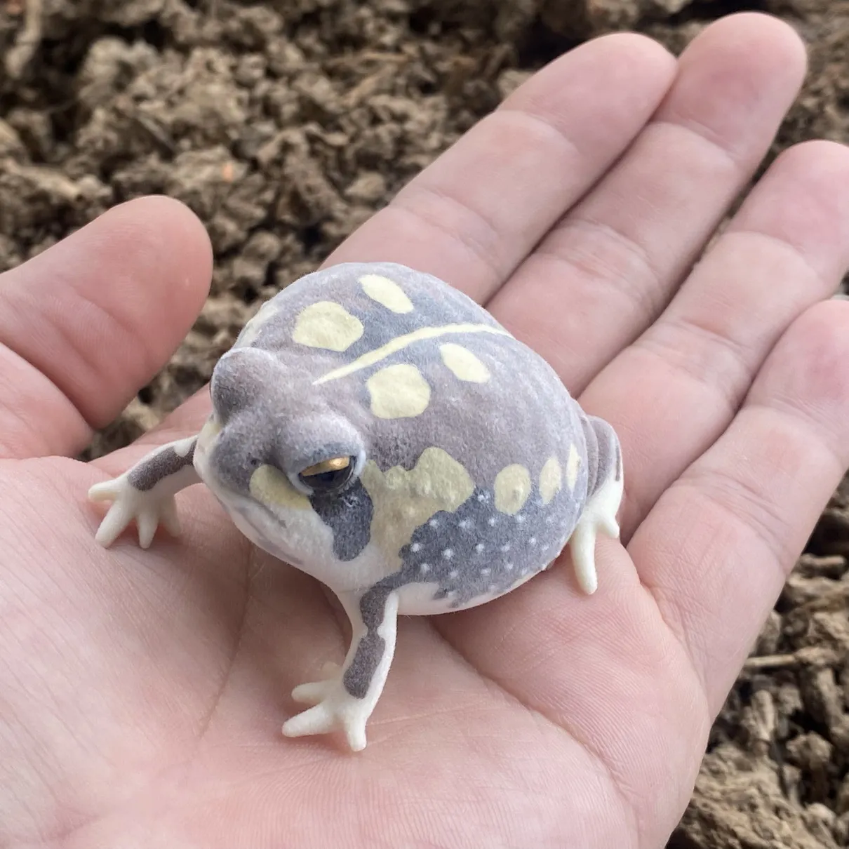 Genuine Kitan Club IKIMON FLOCKY Model flocking figure model toy  Gashapon toy Steamed Bun Frog