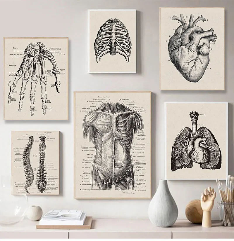 Nordic Canvas Print Education Painting Modern Decor Human Anatomy Artwork Medical Wall Picture Muscle Skeleton Vintage Poster