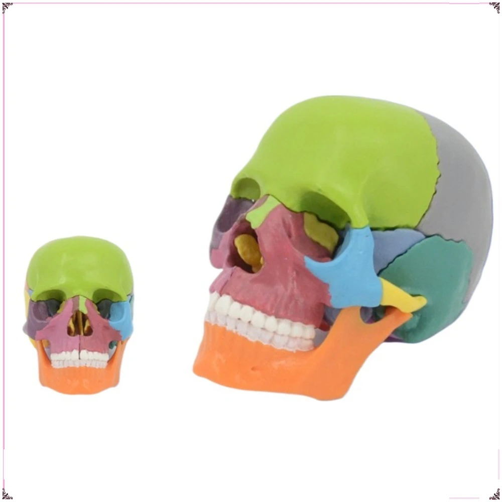 

4D MASTER Skeleton Skull Assembly Model Detachable Visual Teaching Aids Ornament Model Decoration Exquisite Gifts for Children