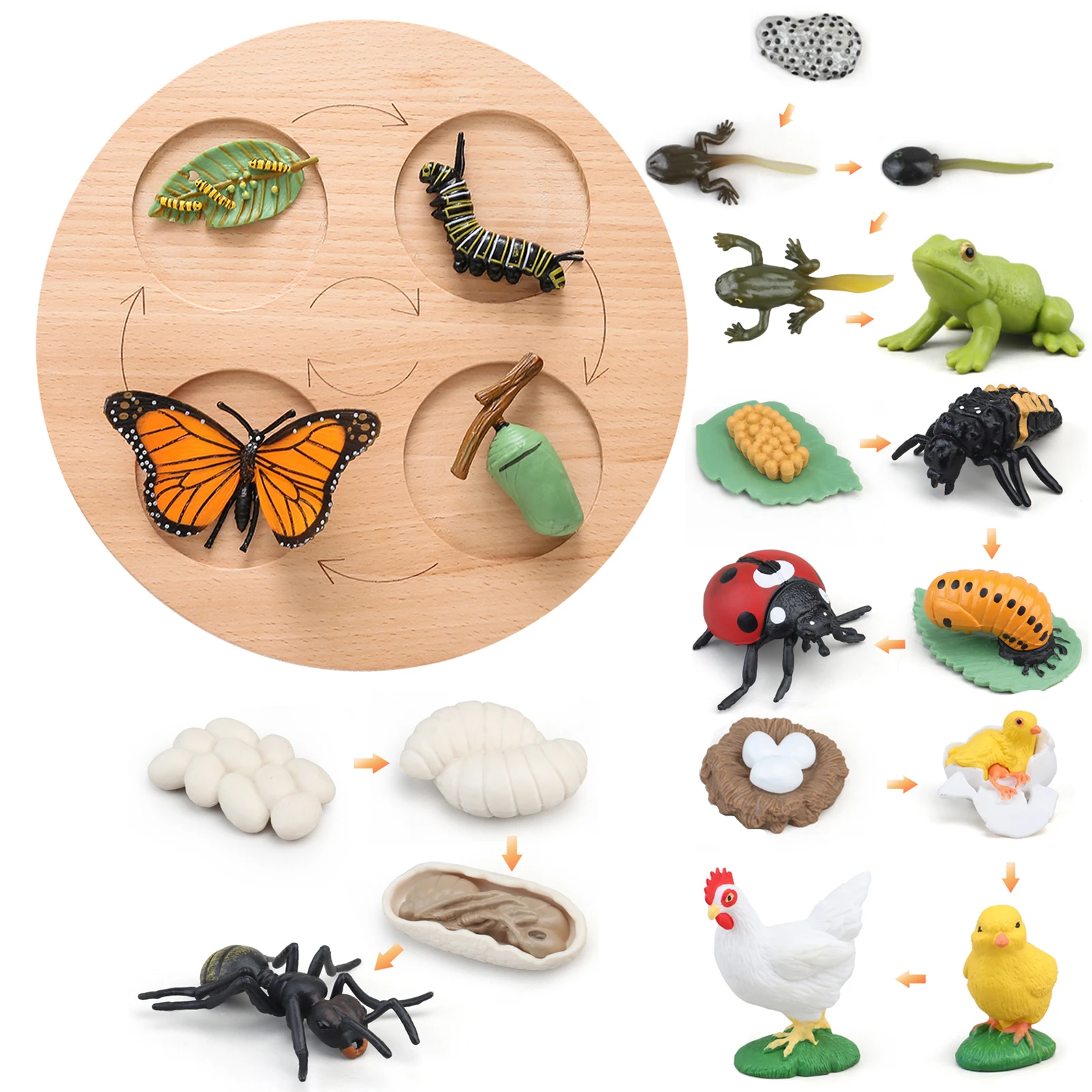 

Animal Life Cycle Board Children Toys Montessori Teaching Aids preschool cognitive Toys Plant Animal Growth Cycle Model Set