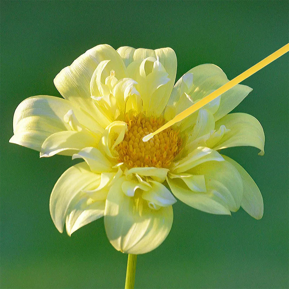 

200pcs Pollination Tool Manual Plant Pollinator For Fruit Tree Flower Vegetable Garden Lightweight Durable Outdoor Pollinator