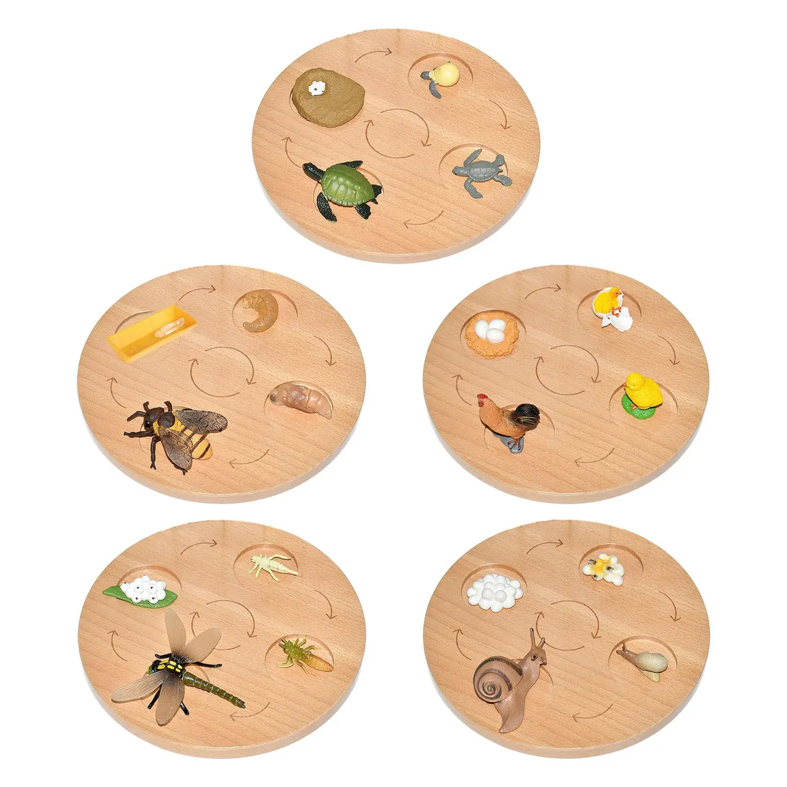 Life Cycle Tray Educational Birthday Gifts Biology Montessori Toys