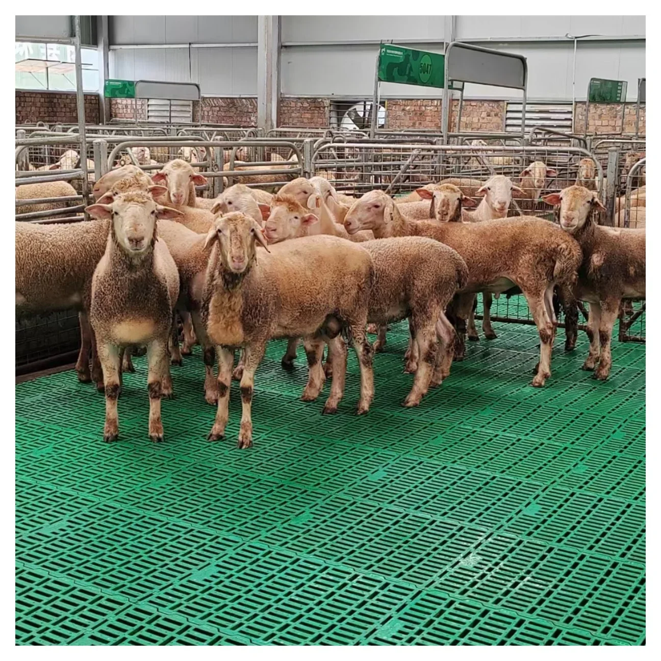 Plastic Slatted Flooring For Goat And Sheep 600*600mm Plastic Slatted Flooring Slatted Floor For Goat Sheep Farm