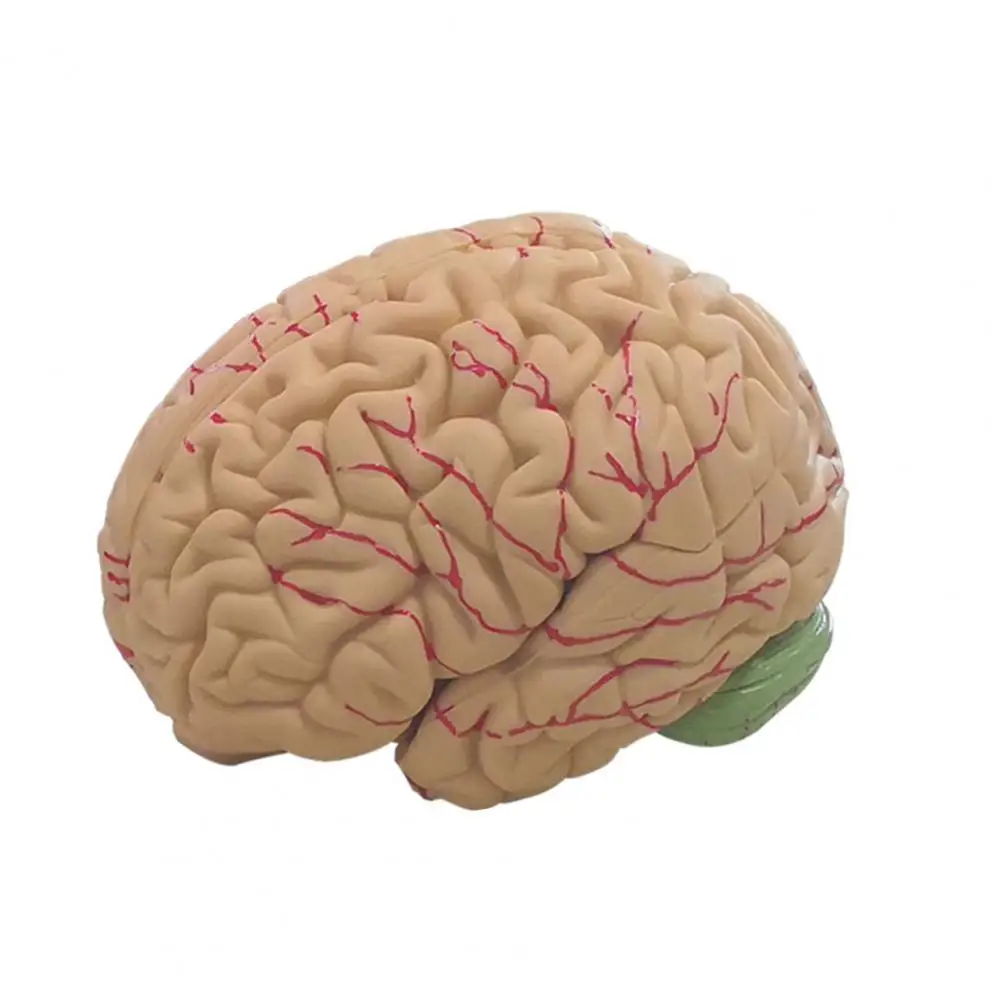 Simulation PVC Human Brain Model 8-Part Life-size Anatomy Teaching Tool for Classroom